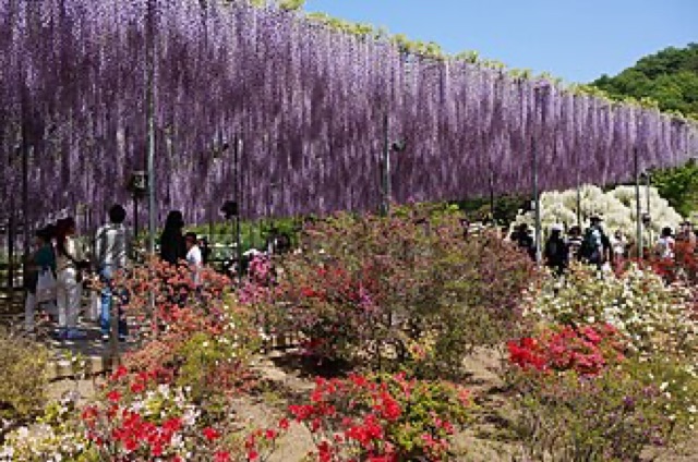 足利花卉公園燈飾